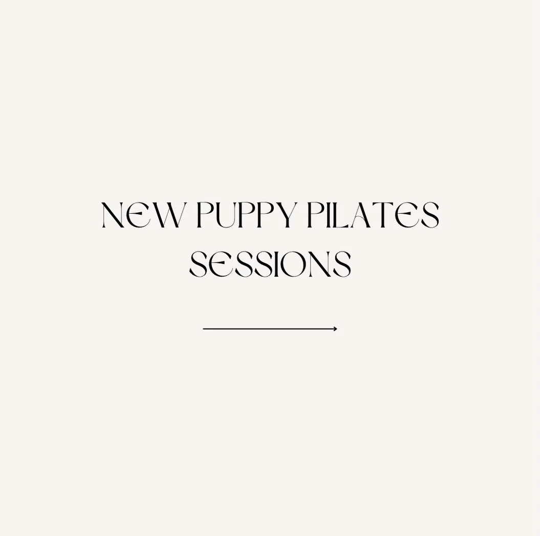 New sessions for the beginning of June have dropped! 🤩🐶🤍

Mini dachshunds are coming to Newcastle! 

We have Groodles, Doxiepoos and Toy Cavoodles coming to the Gold Coast! 

Brisbane you are about to experience Mareema puppies for the first time!