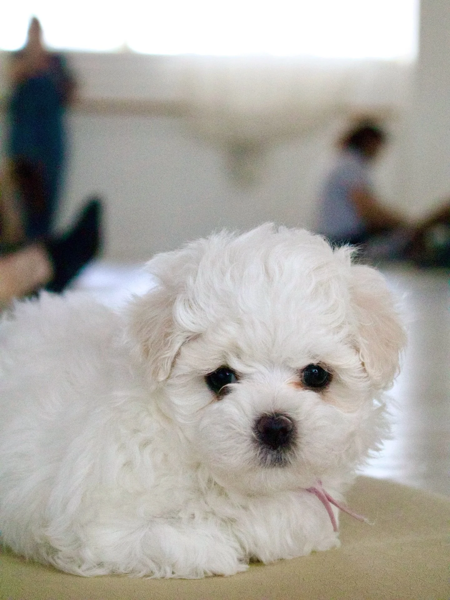 Moodles and Maltese puppies! Aren&rsquo;t they the cutest! Oh and a couple of features from Boo too 🙈🥹🤍