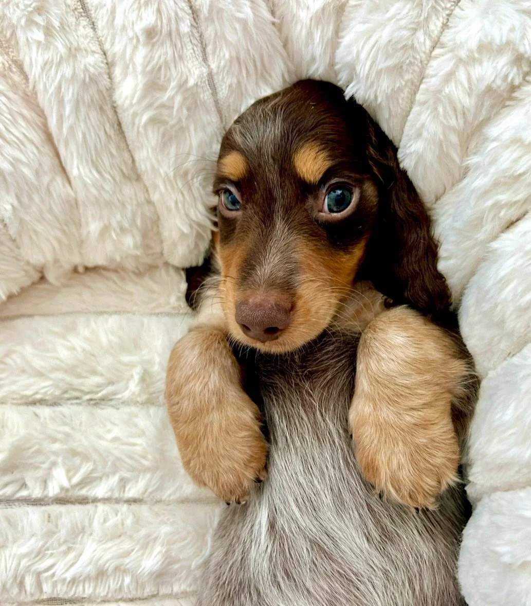 How can you resist this gorgeous little face? 🥹🙈