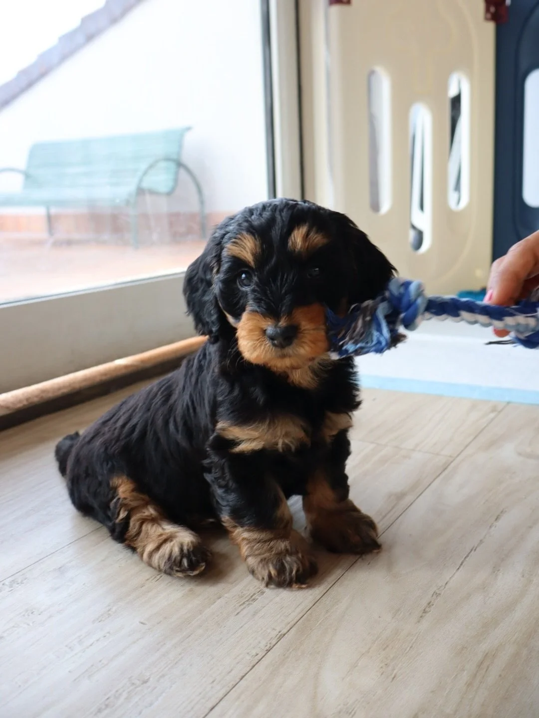 We love seeing all these cute little babies! Can you believe we get to see them again this Sunday!? 🙈🐶🤍