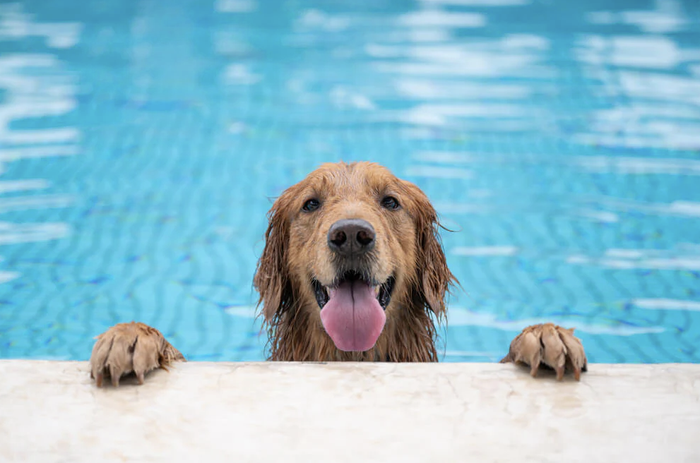 Wet golden retriever dog in a swimming pool with paws on the pool's edge, tongue out.