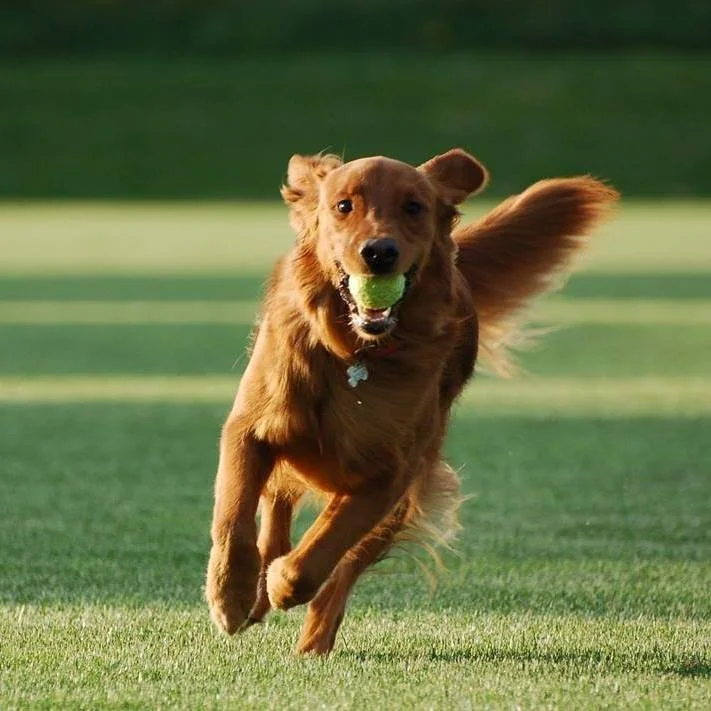 Golden retriever running on grass with a tennis ball in its mouth