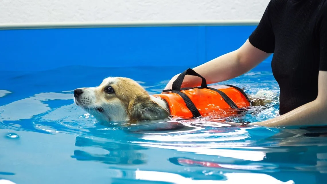 Dog in an orange life jacket swimming in a pool with a person assisting