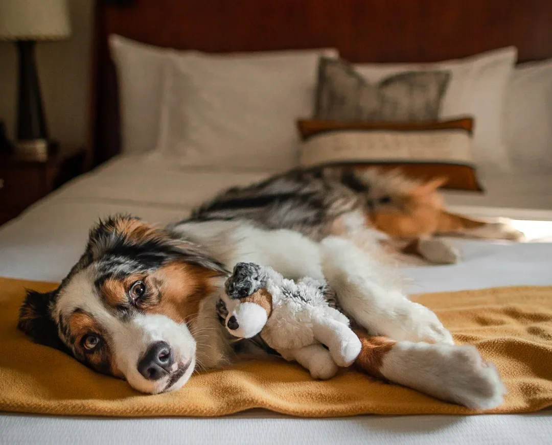 A dog lying on a bed with a small stuffed animal, resting its head on the stuffed animal with a relaxed expression.