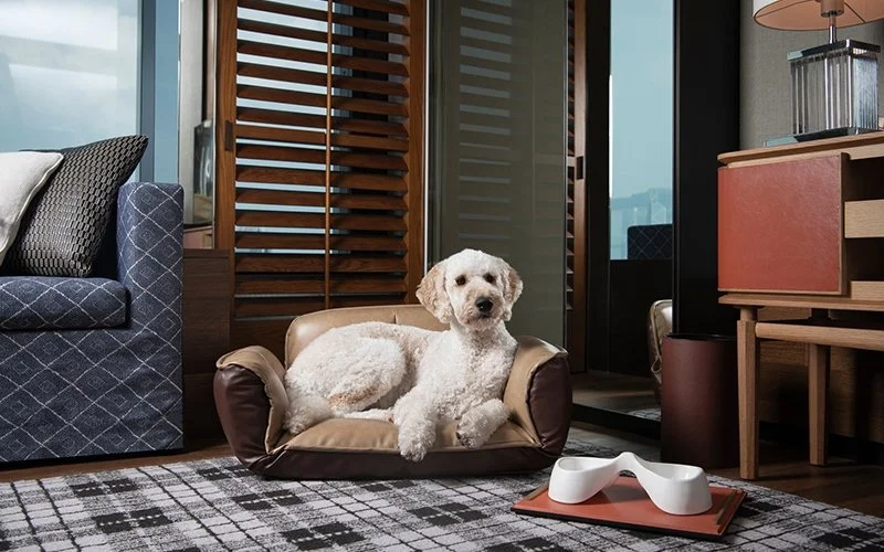 A white curly-haired dog lying on a small brown pet bed in a modern living room, with a patterned area rug and various furniture pieces.
