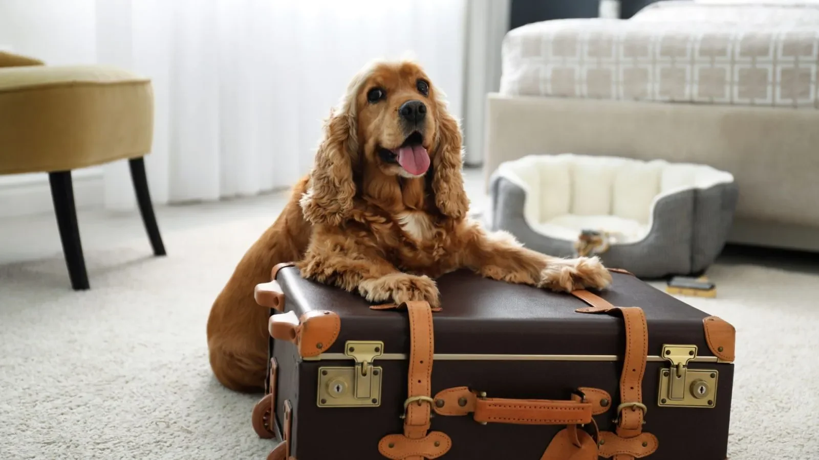 A cute golden cocker spaniel dog lying on top of a vintage brown suitcase in a modern living room.