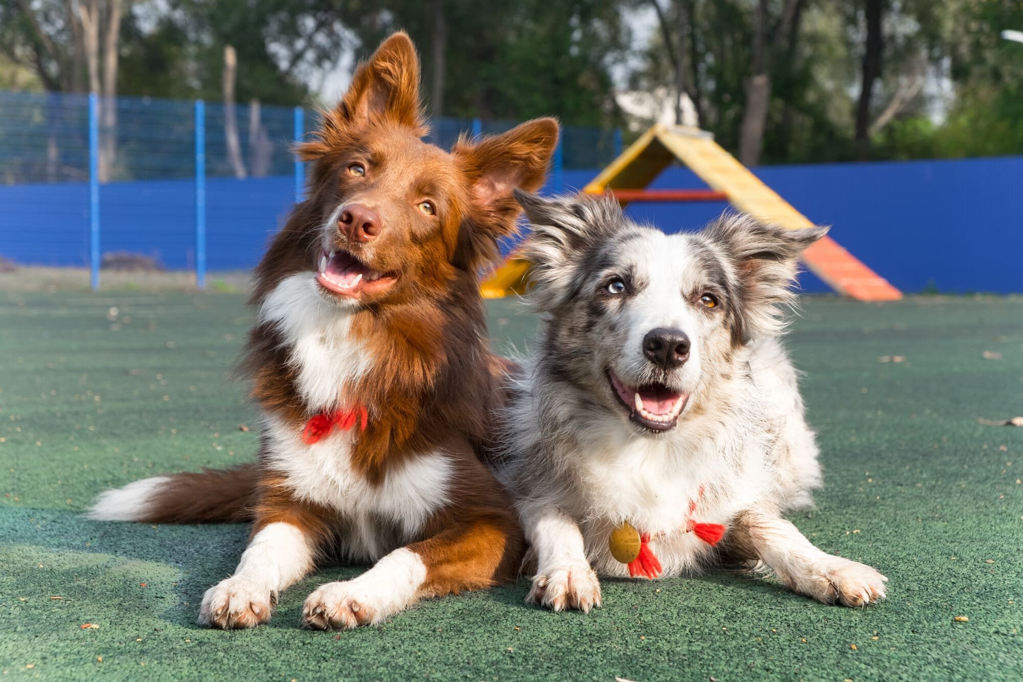 Two Australian Shepherd dogs sitting on a green surface at a dog park with agility equipment, blue fence, and trees in the background.