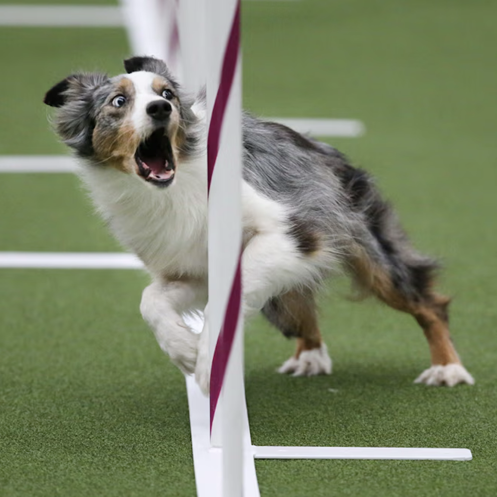 Dog with a blue eye and brown eye, jumping and looking surprised, navigating through a hurdle on an agility course.