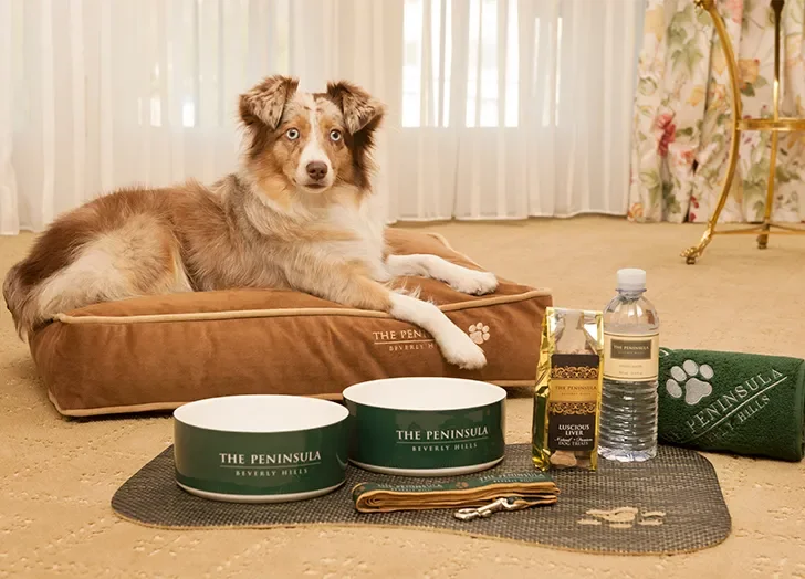 A dog laying on a bed with pet supplies and accessories arranged in front of it in a room with beige carpet, sheer curtains, and floral curtains.
