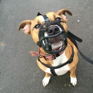 A happy dog wearing a muzzle, standing on a paved surface, looking up at the camera.