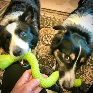 Two dogs playing tug of war with a green rubber toy in a home setting.