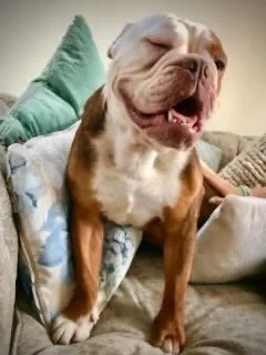 A happy brown and white bulldog sitting on a couch with a green pillow, smiling with eyes closed.