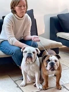 A woman sitting on a gray couch holding a leash attached to two English bulldogs, one white and beige and the other brown and white, in a living room.