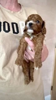 Person holding a small brown puppy with white markings on its face and chest
