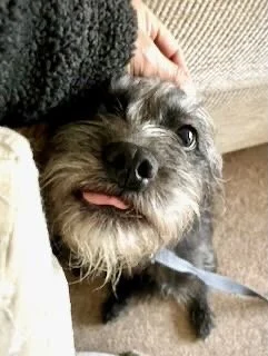 Close-up of a small, grey, and brown dog with one eye slightly closed, tongue slightly sticking out, being petted by a person.