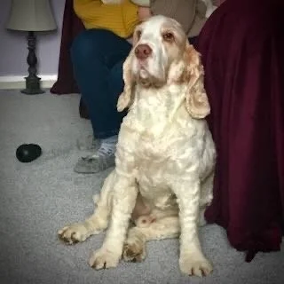 A tired-looking cocker spaniel sitting on a gray carpeted floor next to a person wearing blue jeans and a yellow sweater.
