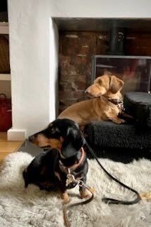 Two dogs resting indoors near a fireplace, one is a light brown dog sitting on a black mat, the other a small black and tan dog lying on a white shag rug.
