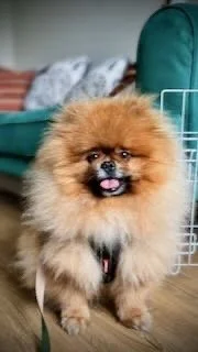 A fluffy Pomeranian dog standing on the floor indoors, with a green couch and a laundry basket in the background.