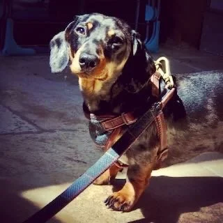 A cute dachshund puppy with a black and tan coat, sitting on a floor with a leash attached to its collar, looking at the camera.