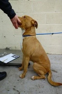 A young dog sitting on the floor of a concrete room, with a person's hand holding a treat near its nose. The dog is wearing a blue collar and is looking at the treat.