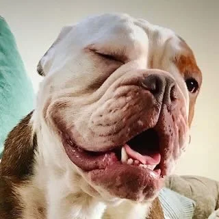 A happy bulldog puppy winking and smiling with its tongue slightly out.