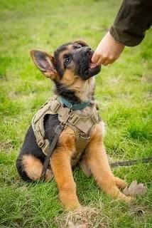 A German Shepherd puppy wearing a harness, tugging on a treat held by a person outdoors on grass.