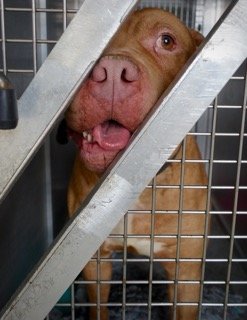 Dog behind bars, looking out with a happy expression