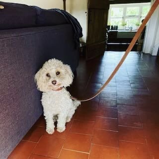 Small white dog sitting on a tiled floor, attached to a leash, next to a dark blue couch in a living room.