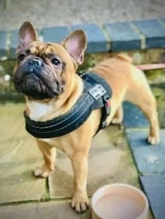 A French Bulldog puppy wearing a harness, standing on a patio with a dog bowl nearby.