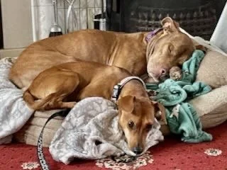 Two dogs lying together on a bed, one large brown dog and a smaller tan dog with a black collar, resting on soft blankets.