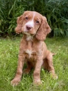 A cute brown puppy with long ears sitting on grass in front of green plants