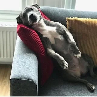 A dog lying on a couch with a relaxed, tilted head resting on a red pillow.