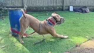 Dog wearing a muzzle, leash, and harness pulling on a blue and red object in a backyard with green grass and a wooden fence.