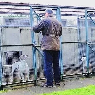 Man standing outside a fenced dog shelter, looking at two dogs inside cages.