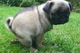 Small pug puppy sitting on grass in a yard with trees in the background.