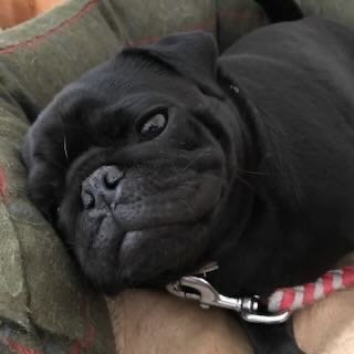 Close-up of a black dog lying on a couch, showing its face and relaxed expression.