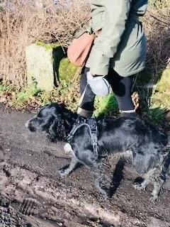 Person walking a black dog on a leash in a muddy outdoor area with bushes and trees.