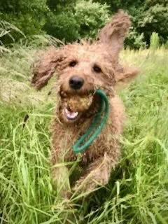 A happy, curly-haired dog running through tall grass with a green chew toy in its mouth.