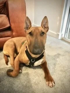 Dog with a black collar sitting on a carpeted floor indoors