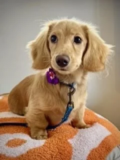 Cute golden-colored puppy with big eyes and floppy ears sitting on an orange and white blanket.