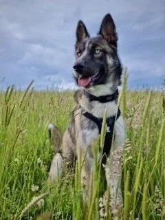 A dog with heterochromatic eyes sitting in a grassy field under a cloudy sky.