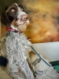 A dog with a brown and white coat sitting indoors near an abstract painting.