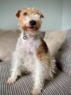 A scruffy dog with a slightly tilted head sitting on a sofa with striped cushions.