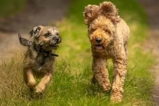 Two dogs running on grass outdoors, one small and one larger, both looking happy.