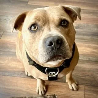A brown dog with blue eyes sitting on a wooden floor, wearing a black collar.