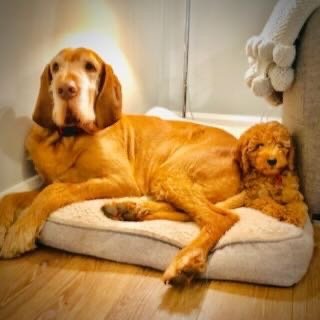 A large golden retriever dog lying on a dog bed with a small curly-haired puppy resting beside it.
