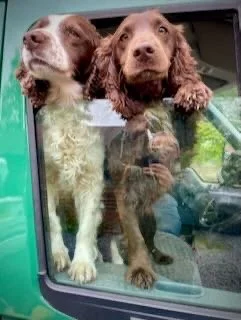 Two dogs looking out of a vehicle window, one with brown and white fur and the other with solid brown fur.