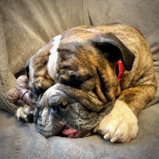 A brown and white bulldog puppy sleeping on a gray couch.