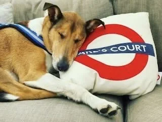 Dog sleeping with London Underground pillow.
