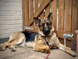 German Shepherd dog lying on patio next to a wooden fence and brick wall, resting with its head up and tongue slightly out.